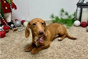 Genesis - Dachshund, Tweenie for sale