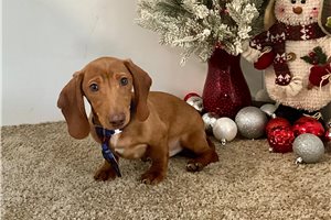 Graham - Dachshund, Tweenie for sale