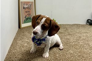 Adda - Dachshund, Tweenie for sale