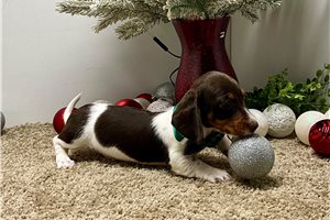 Acorn - Dachshund, Tweenie for sale