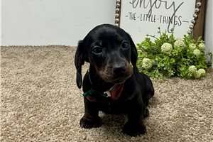 Bert - puppy for sale