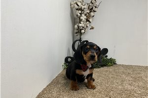 Boston - puppy for sale