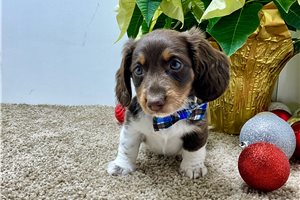 Adler - Dachshund, Tweenie for sale