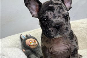 Nelson - puppy for sale