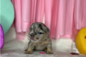 Puck - French Bulldog for sale