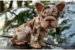 Neon - French Bulldog for sale