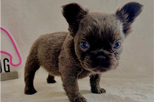 Romeo - puppy for sale