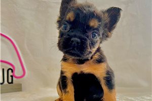 Pancake - French Bulldog for sale