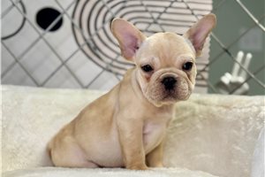 Natoya - French Bulldog for sale