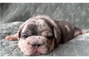 Otis - French Bulldog for sale