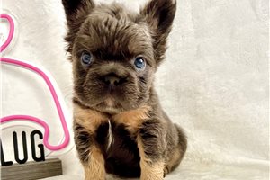 Pascal - French Bulldog for sale