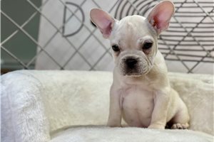 Naomi - French Bulldog for sale