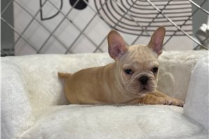 Naula - French Bulldog for sale