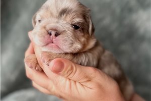 Oliver - French Bulldog for sale