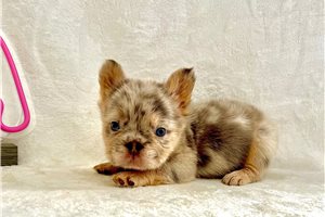 Puck - French Bulldog for sale