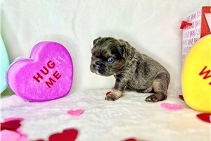 Pascal - French Bulldog for sale