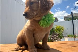 Evelyn - Golden Retriever Puppy 3C1159 | Pawrade