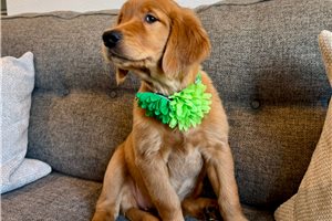 Alexa - Golden Retriever Puppy A55560 | Pawrade
