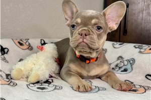 Mima - French Bulldog for sale