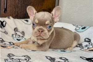 Mima - French Bulldog for sale