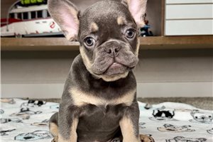 Martin - French Bulldog for sale