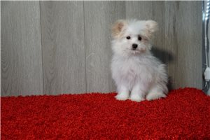 North - Malti Pom - Maltipom for sale