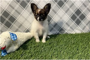 Deeks - Papillon for sale