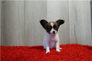 Ruby - Papillon for sale