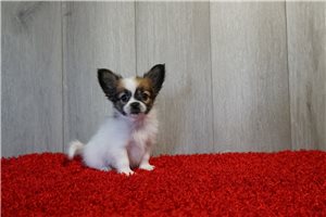 Pheobe - Papillon for sale