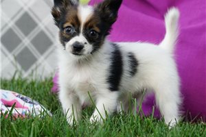 Dawn - Papillon for sale