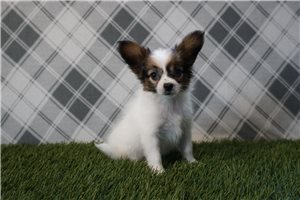 Posie - Papillon for sale