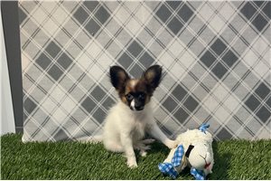 Deeks - Papillon for sale