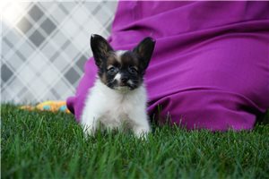 Deeks - Papillon for sale