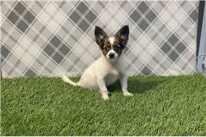 Dawn - Papillon for sale