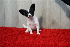 Olive - Papillon for sale