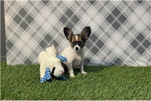Davina - Papillon for sale
