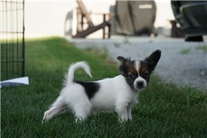 Deke - Papillon for sale