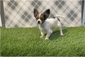 Deke - Papillon for sale