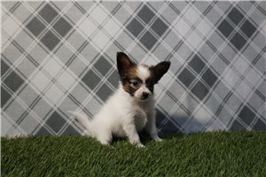 Posie - Papillon for sale