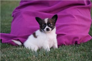 Reese - Papillon for sale