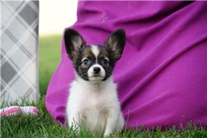 Davina - Papillon for sale