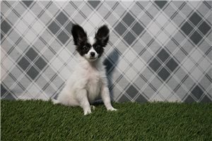 Sylvester - Papillon for sale