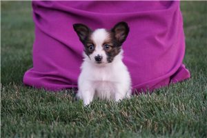 Roman - Papillon for sale