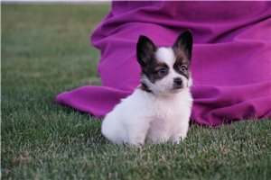 Ross - Papillon for sale