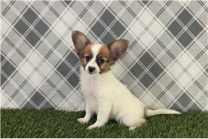 Papillon for Sale | Puppies | Pawrade.com