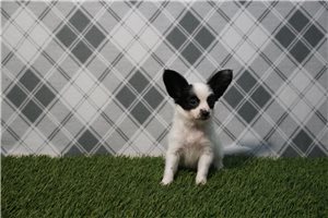 Ophelia - Papillon for sale