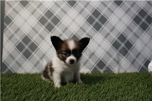 Patrick - Papillon for sale