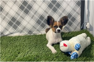 Deke - Papillon for sale