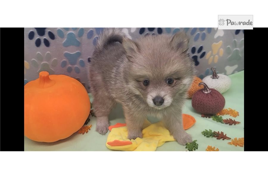 Stafford, male Pomeranian puppy for sale