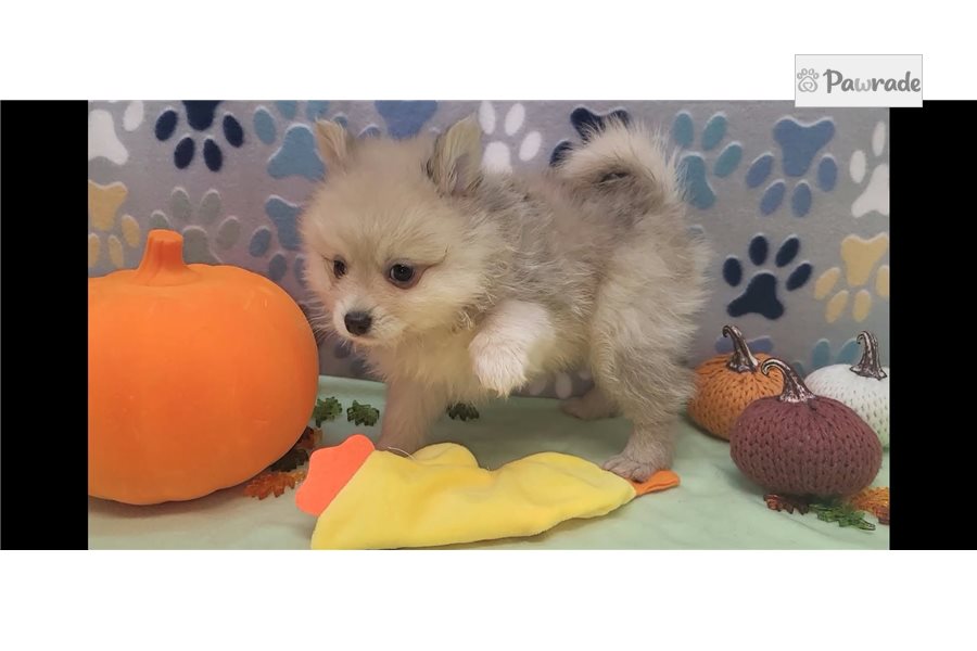 Stan - Pomeranian for sale